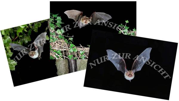 Postkarten Set mit 15 Flugaufnahmen von Fledermäusen